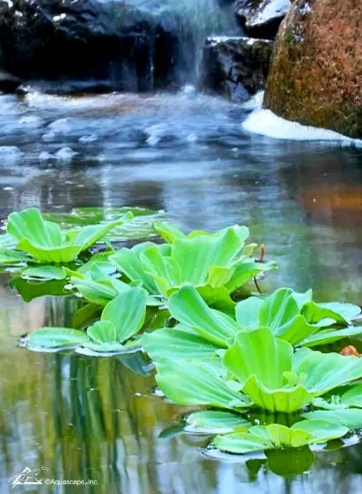 Water Lettuce in Residential Pond