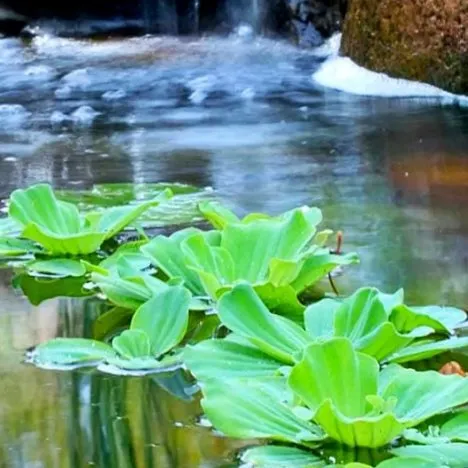 Water lettuce floating in pond