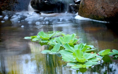 Water Lettuce