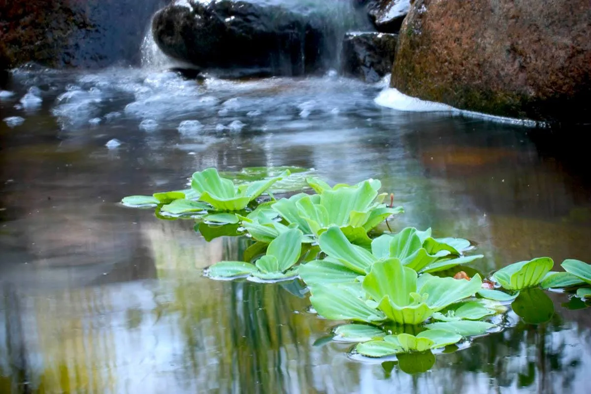 10 Popular Pond Plants - Water Lettuce
