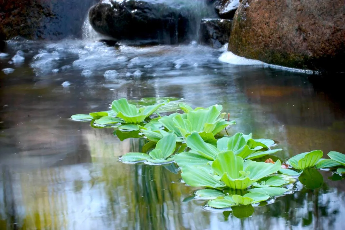 Water Lettuce Pond Plants