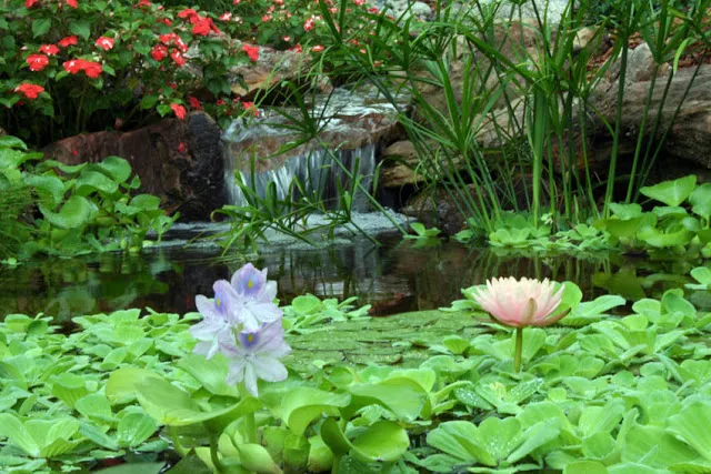 Terrestial gardeners will find a new world of plants to grow and love when they turn an eye to aquatic beauties such as these