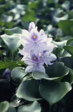 Water Hyacinth - Aquascape