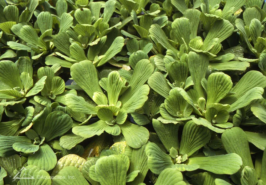 10 Invasive Pond Plants You Need to Know - Water Lettuce