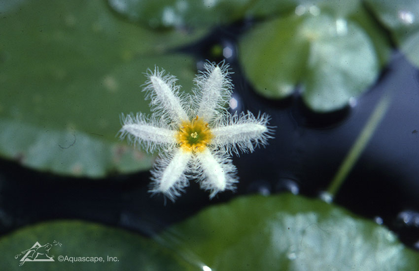 10 Invasive Pond Plants You Need to Know - Water Snowflake