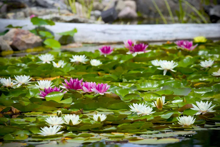 10 Popular Pond Plants - Waterlilies