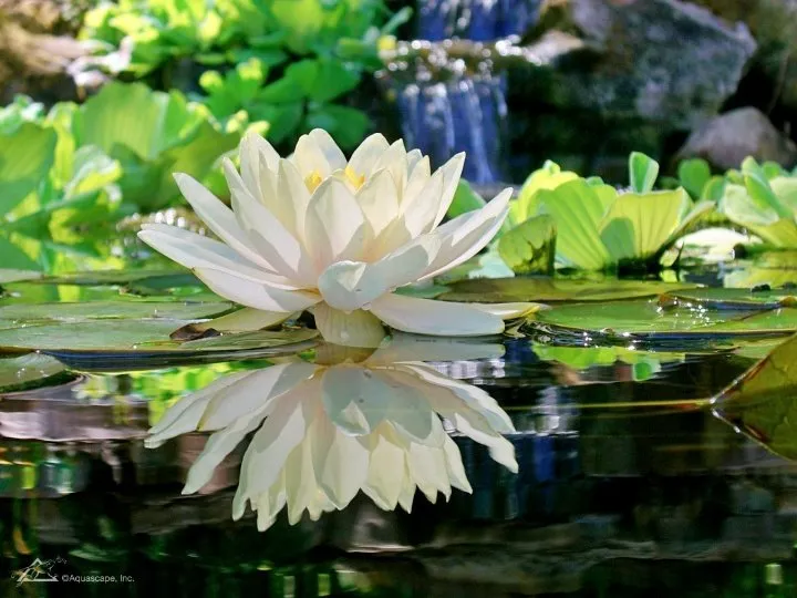 White Waterlily