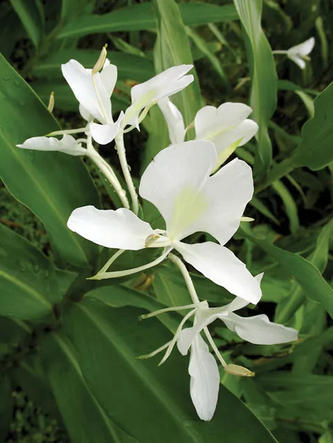 Got shade? Then you'll want to get White Butterfly Ginger, which is just as fragrant as a Gardenia.