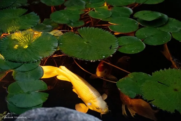 koi at night