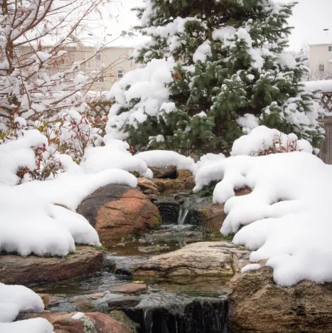 Waterfall in Winter Flowing into Koi Pond