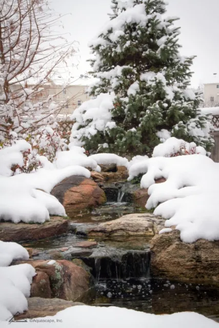 Waterfall in Winter Flowing into Koi Pond