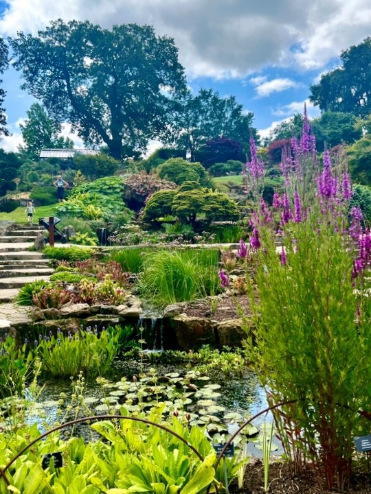 Pond and Waterfall at RHS Wisley