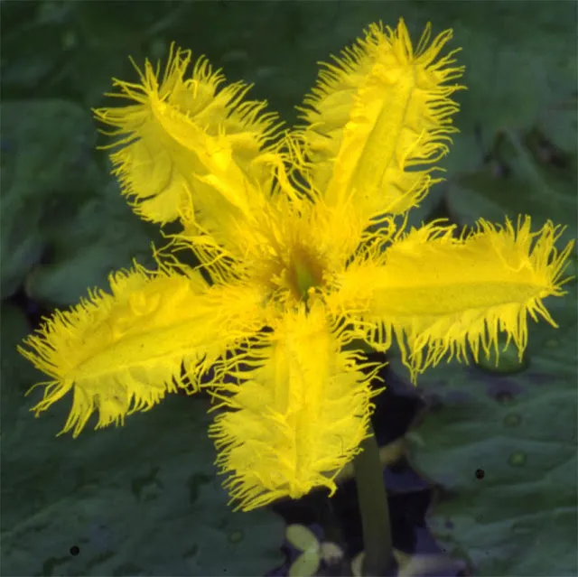 Nothing boasts summer like a bright, Yellow Snowflake.