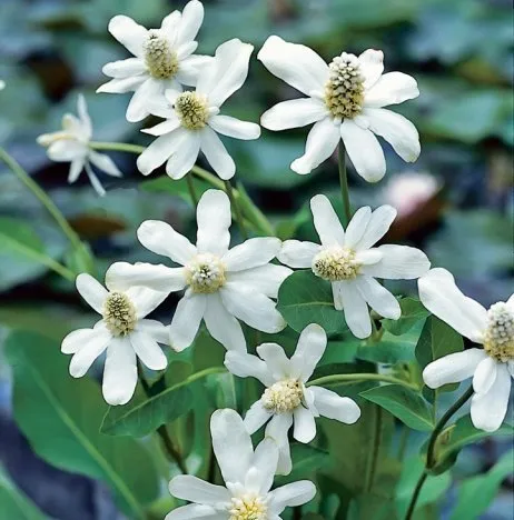 Yerba Mansa