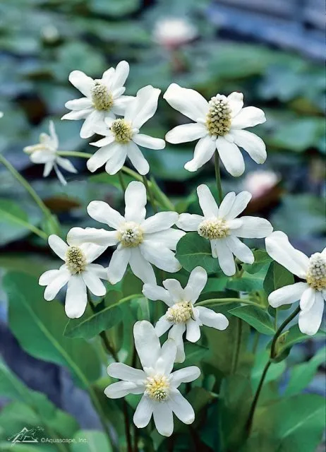 Yerba Mansa