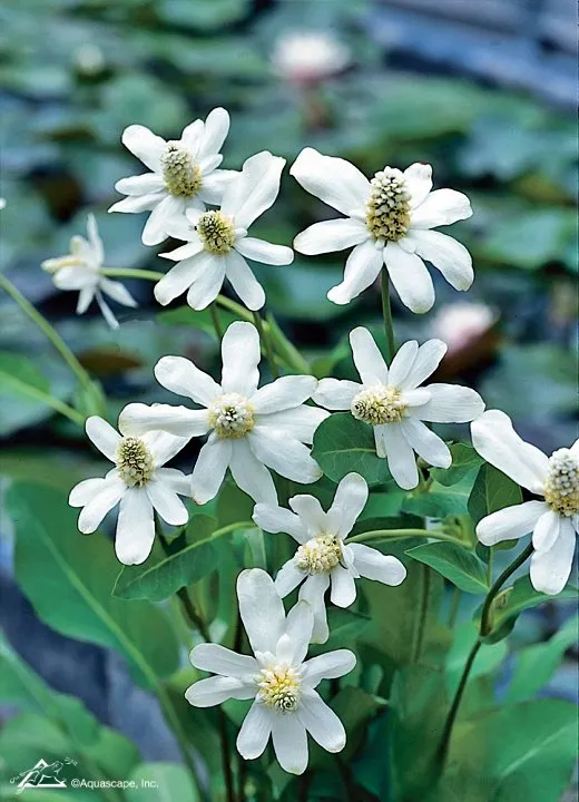 Water Forget-Me-Not: A Charming Aquatic Beauty - Aquascape, Inc.