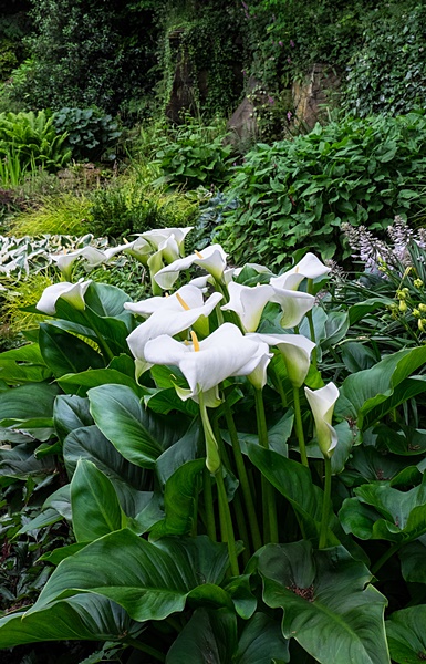 A Favorite Pond Plant The Calla Lily Aquascape Inc