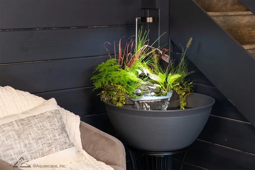 mini pond indoors