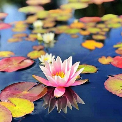 waterlily in the fall season