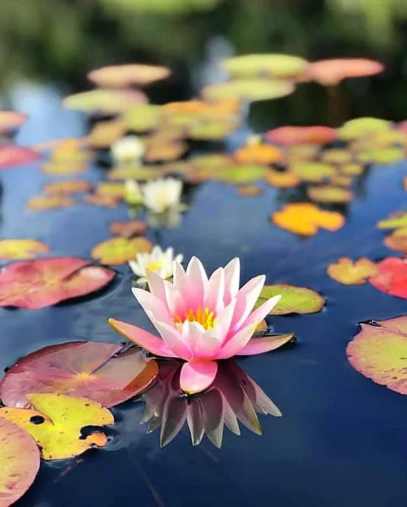 autumn waterlily - pond plants