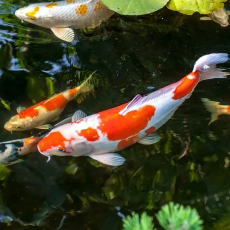 Beauty of koi - color and pattern