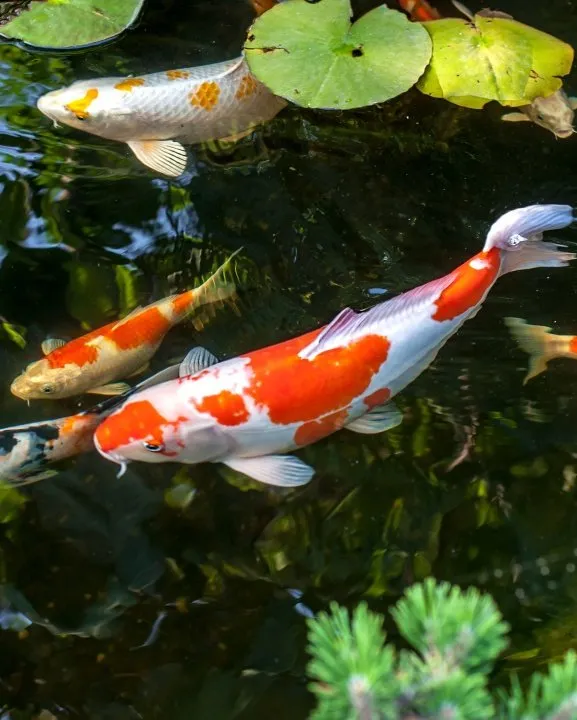 Beauty of koi - color and pattern