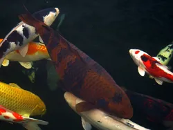 Chagoi Koi - Mr. Personality - Aquascape, Inc.