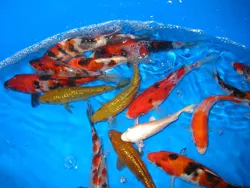 Chagoi Koi in a group