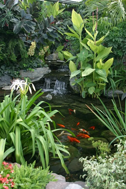 Hardy and Tropical Pond Plants