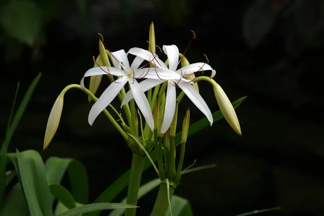 This aquatic crinum lily is dainty and elegant all at once.