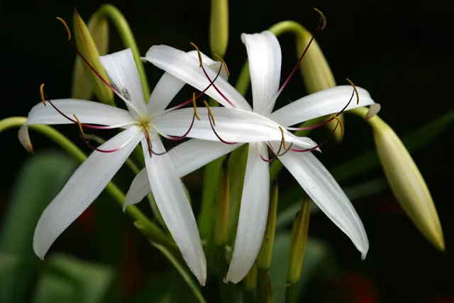 Enjoy the gentle beauty of this aquatic crinum lily up close.