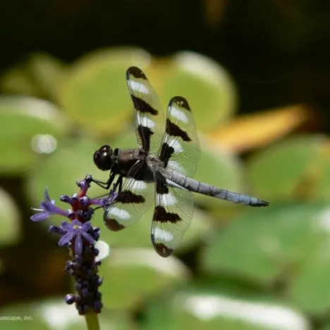 Wildlife-friendly koi pond - dragonfly