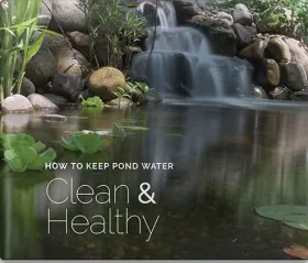 How to Keep Pond Water Clean and Healthy - ebook