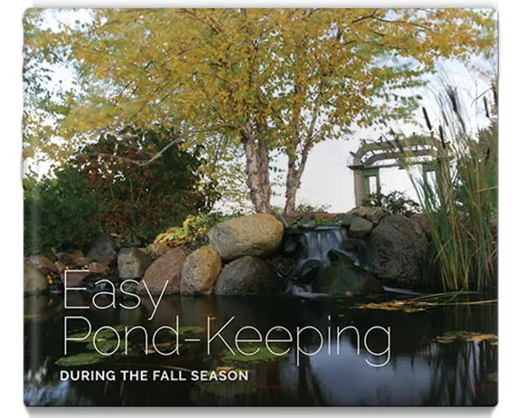 easy pond keeping during the fall season