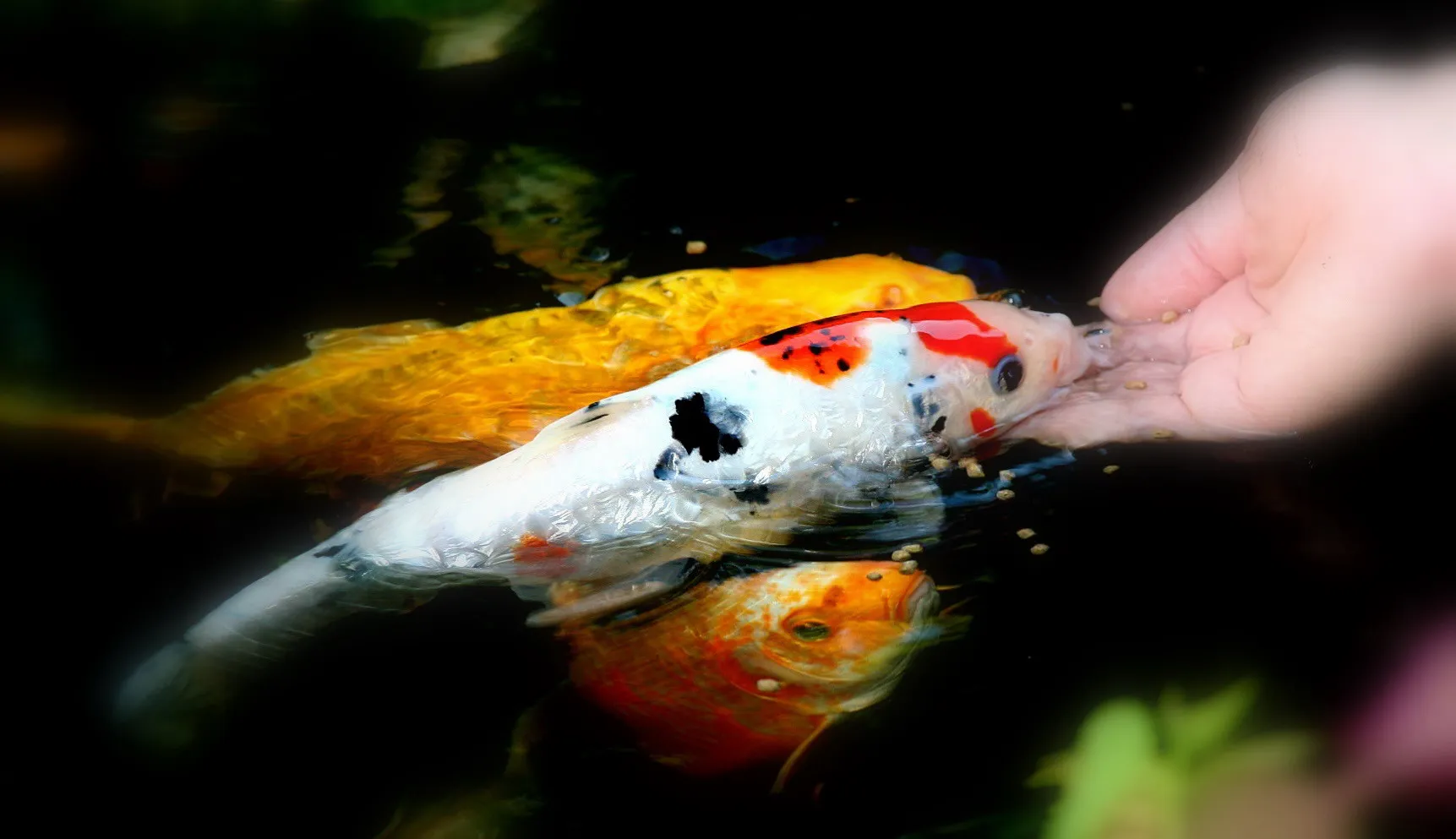 Fish as Feed/Fish as Food