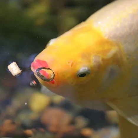 Koi in Aquascape Pond