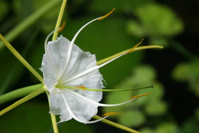 Hymenocallis, or Spider Lily, is an easy-to-grow, reliable moisture-lover, perfect for a water feature!