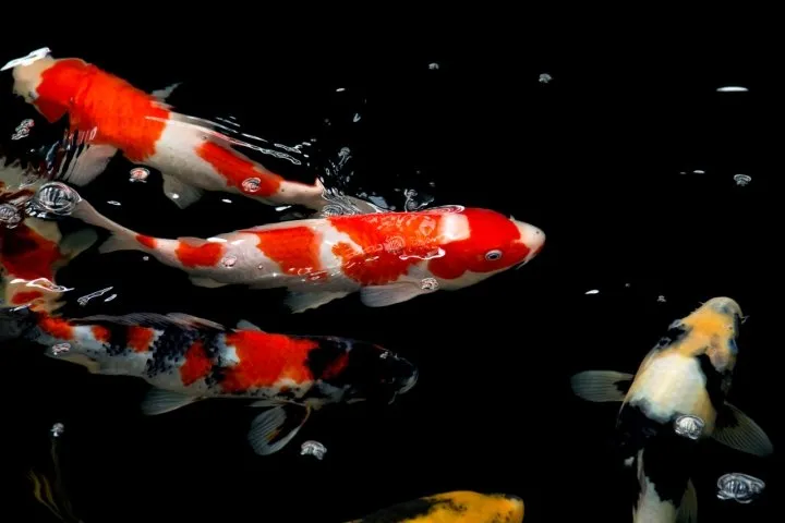 koi and pond fish