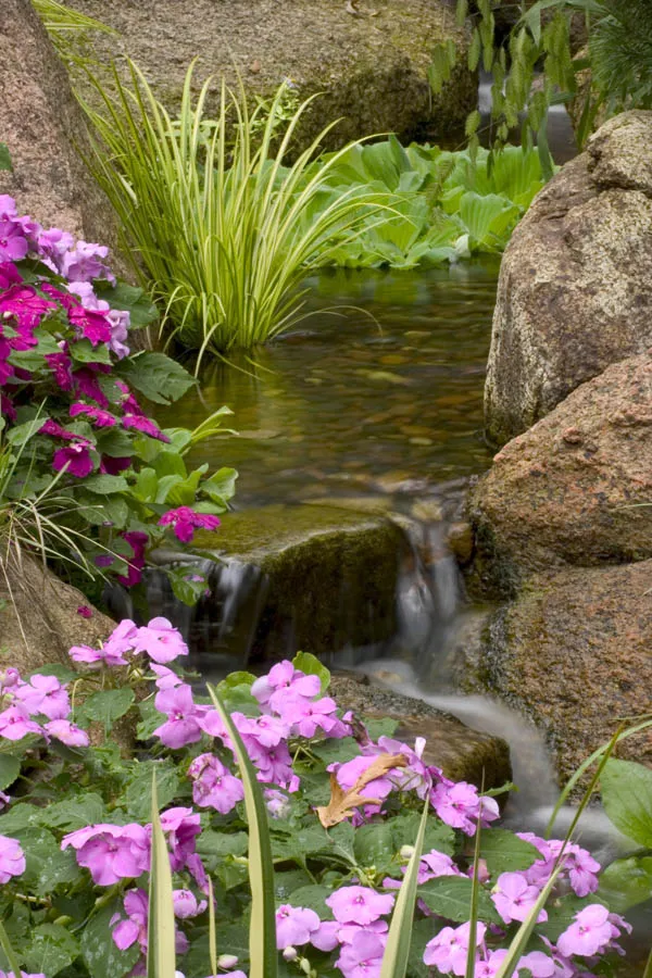 Impatiens in Waterfall