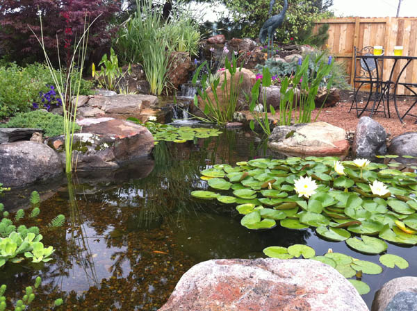 Aquatic Plants in Water Garden