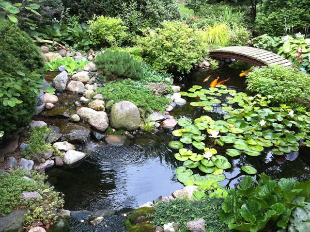 An arching bridge peeks out from the foliage of this water feature to provide safe crossing and a vantage point for our koi friends.