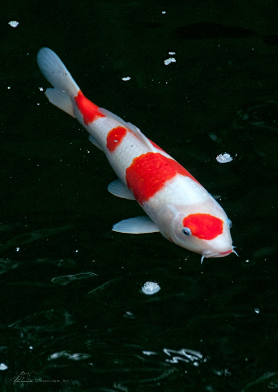 Koi: The Popular Fish in the Pond - Aquascape, Inc.