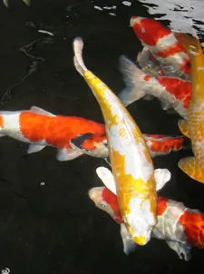 hariwake koi