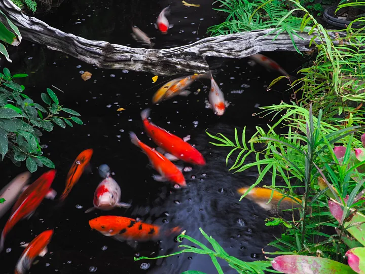 healthy koi in backyard pond - fish body language
