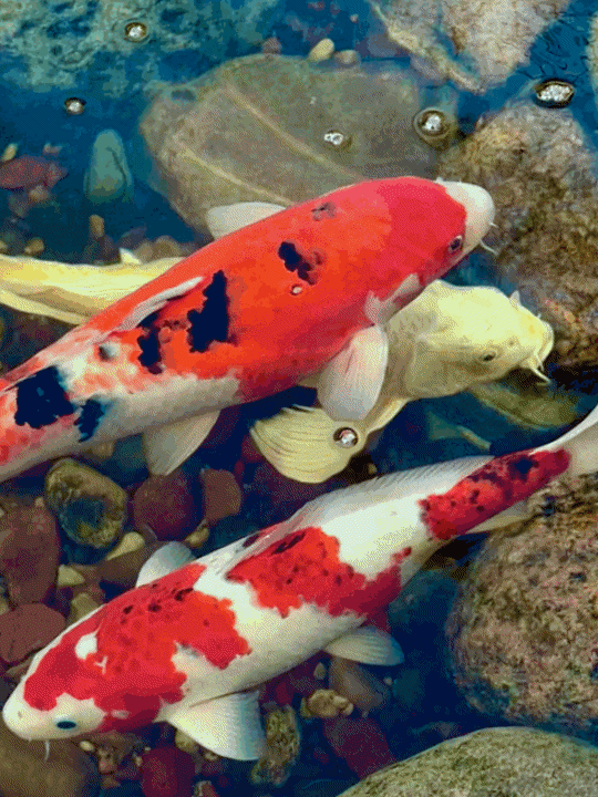 koi in backyard pond during spring season