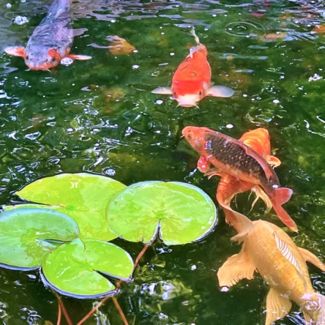 koi in pond