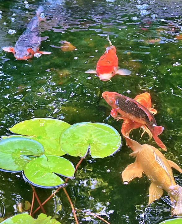 Koi pond feeder cheap