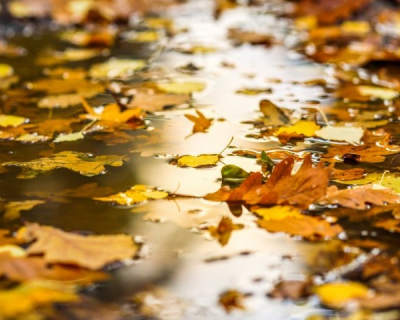 leaves in pond
