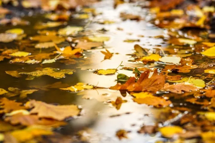 leaves in pond