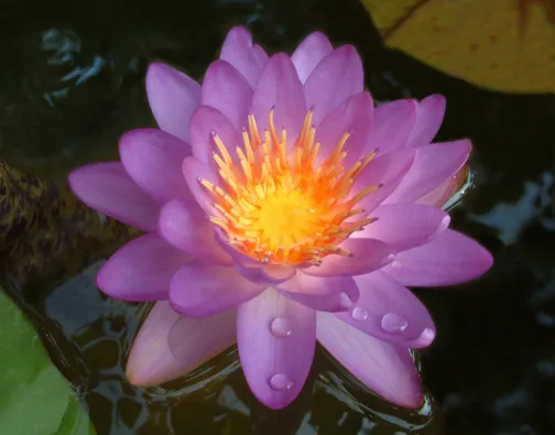 Lily in Pond - Aquascape